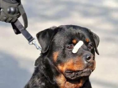 小黑警犬眉眼间横贴ok蹦 坚定小表情萌翻网友