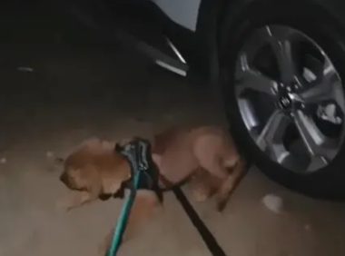 小主人车上睡觉,小金毛死守车旁不愿离开,狗狗:主人,快去快回