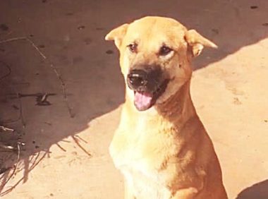 阔别3年,认为小狗狗忘掉自身,但下一秒的行为,竟让男子泪如雨下