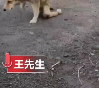 主人给自己的宠物做的房子 | 男子为狗狗做了一个公寓 让所有狗狗都眼馋