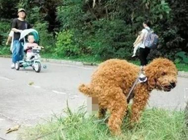 拍了拍“铲屎官”：文明养犬你们准备好了吗？
