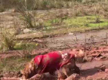 主人带金毛回乡下，狗子冲入泥塘就打滚儿，狗：泥巴真好玩……