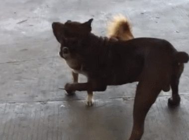 二只小狗在打架,弄成塑像样,局势令人很痛心!