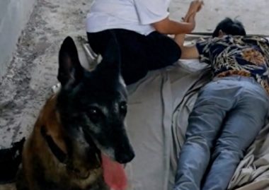 警犬帮忙找到走失3天的男子，被警察奖励一盆鸡腿，汪汪队立大功