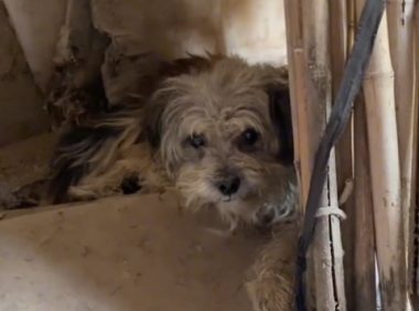 坚持不吃碗里食物的宠物狗，当主人搬走后，它却还在守着他们的家