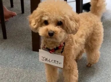 狗子喜欢偷窥美容师，主人就给它挂了个牌…引全场爆笑！