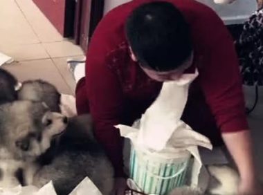 主人亲自给狗狗做示范性，连自身都打，笑坏掉网民