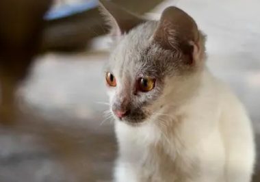 邯郸市区频现流浪猫狗 提醒：不要擅自饲养