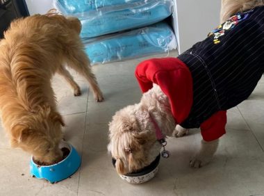 我被一只流浪狗骗了2个月，它让我知道，什么叫赔了夫人又折兵