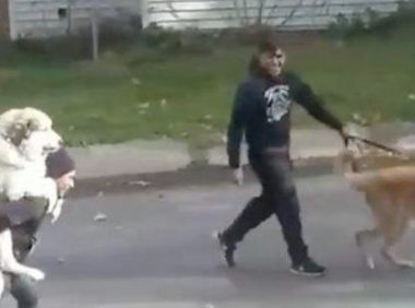 两百斤的阿拉斯加还让主人家身背,金毛狗看过很羡慕嫉妒:因为我要抱抱啊!