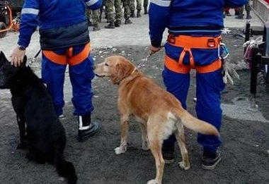 地震搜救犬走失 原来迷恋上母狗忘记回家