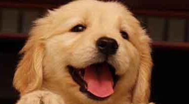 一条丢失的宠物犬 引发的案件