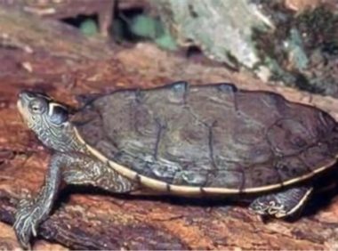 北部拟地图龟身份信息