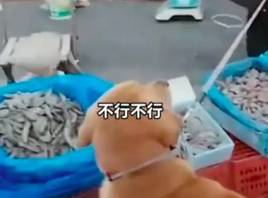 狗狗在虾摊上尿尿,老板要求主人买下价值1千8的虾,双方争执不下