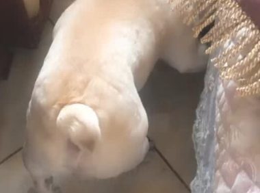 主人袭击狗狗的小屁屁，没想到却被狗咬眼神限时秒杀