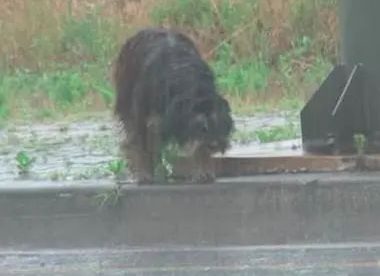 狗狗被前主人送给朋友后却被遗弃,它风雨中等待4个月终又回到家