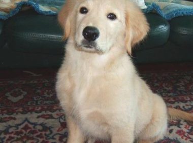 金毛把砖头当枕芯,铲屎官想扔砖却惹恼狗子,狗狗:不许动它