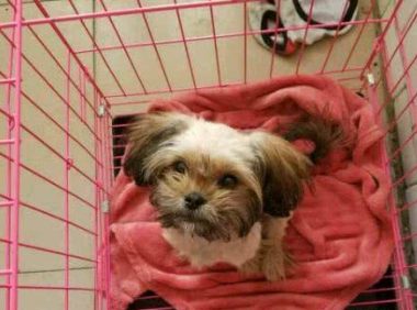 在我家门前扒们的流浪狗一身恶臭却可怜兮兮看不出是什么品种