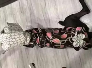 女主给狗狗用心穿着打扮一番，当狗狗现身后，网民：太漂亮害怕看！