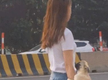 女生将狗狗放到手臂上,仿佛个真皮手包,遛狗方法也太硬气了吧!