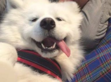 和自己狗狗一块儿入睡，有种他人替代不上的优越感