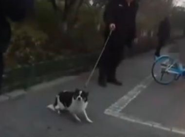 被城管盘查狗证，主人将狗扔进河里，连老伴也装不认识