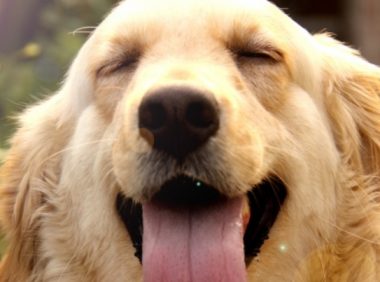 金毛狗狗墙角私藏食物，被主人发现后立刻更换地点，大写的心机汪