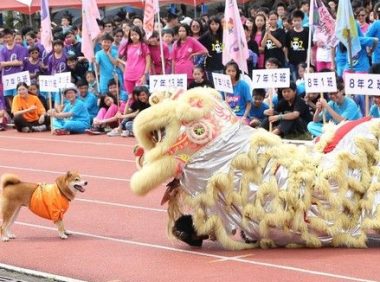 校犬误校庆入舞狮表演 一场即兴表演逗笑同学们