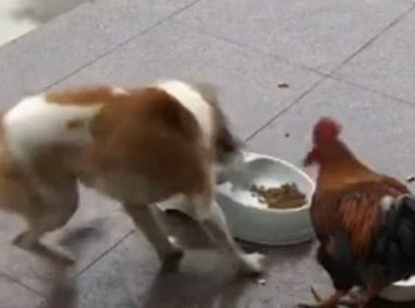 小狗和雄鸡为食物大战，周边人都来驻足观看，結果令人险笑出影响