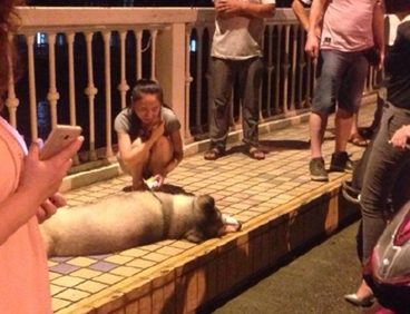一个窨井的井盖带电 百斤宠物犬过路时遭电击死亡
