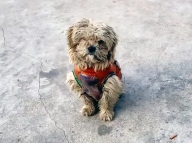 街边偶遇流浪狗,身上穿着带补丁的小衣服,狗:我真的有主人