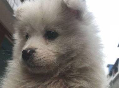 逛街购物时碰到只流浪犬，据说是萨摩耶后，好闺蜜立刻对它180度大变化