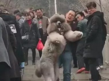 带着百斤重的巨贵爬山,主人啥感觉我不知道,但看得出狗子很开心