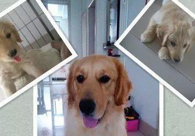 家里小没法养狗怎么办 | 蜗居养狗不是梦——空间小怎么办？