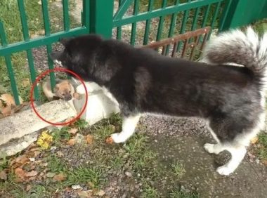 二哈在废弃工厂发觉3只小奶狗,主人刚想抱走,結果狗妈来啦