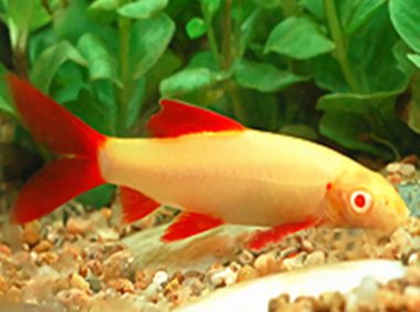 彩虹鲨身份信息