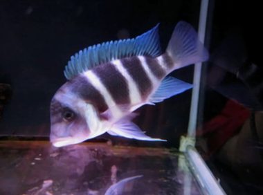 萨伊蓝六间鱼身份信息