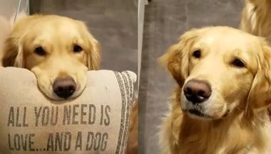 黄金猎犬为了吃 叼枕头向主人高调示爱