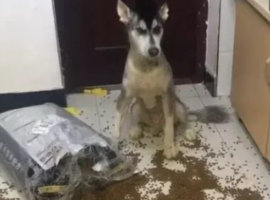 阿拉斯加狗狗在家里撒狗粮,宠主回家后血压瞬间升高,要吃吗?