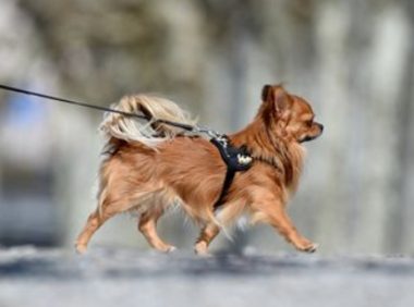 忠犬吉娃娃 不离不弃守护昏迷女主人