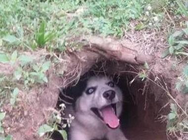 主人用土坑搭建狗窝，二哈一脸嘚瑟乐坏了