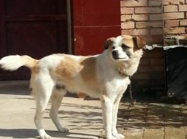 中华田园犬那么优秀,养的人依旧不多