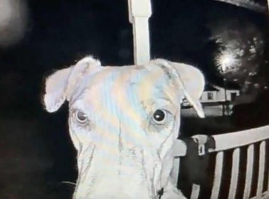 狗狗被烟花吓得离家出走，在主人正心急如焚时，它回来了