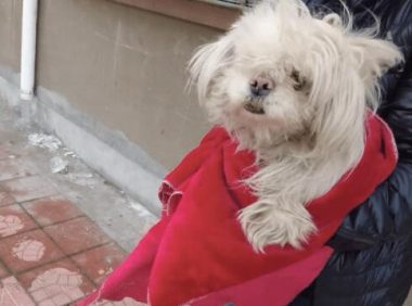 可怜狗狗陪伴主人一生,当它老了却无依无靠