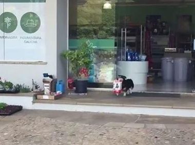 狗子懂得自己去宠物店买狗粮，偶尔还会帮忙买猫粮