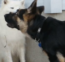 萨摩耶出来五分钟主人就听见狗狗的争吵声走出去被眼下一幕笑到腰直不起来