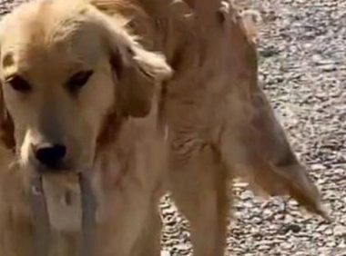 金毛犬两次叼蛇回家,送给主人做“礼物”
