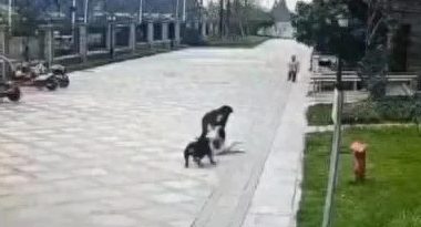 禁养犬名单为何各地不统一？