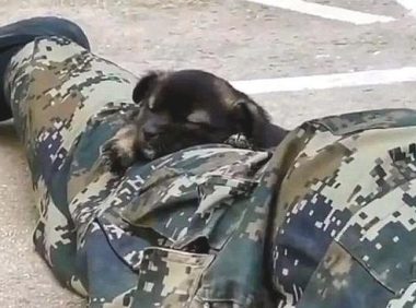 小奶狗趁酷帅士兵不留意,竟悄悄跑来亲脸蛋儿,还趴到其腿上打瞌睡