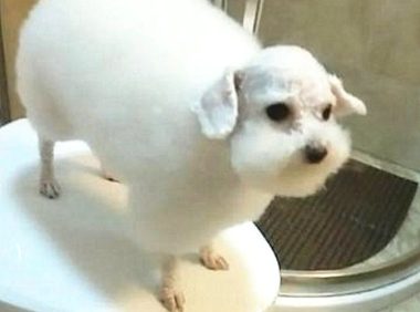 狗狗做完造型回家,画风都被带偏了,看了都不想说话了